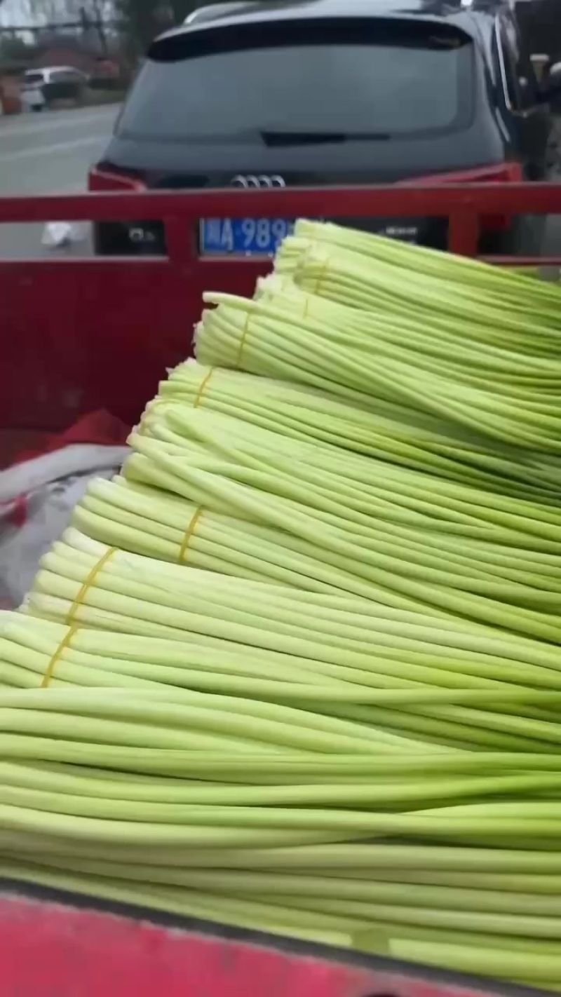 彭州本地精品蒜苔大量上市