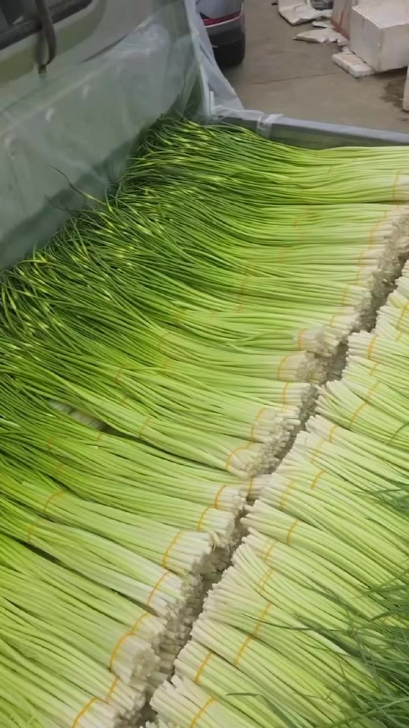 彭州本地精品蒜苔大量上市