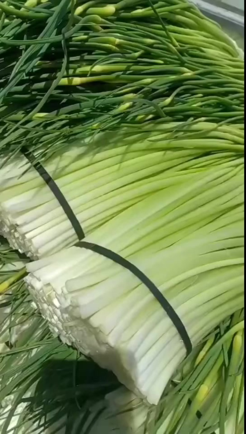 彭州本地精品蒜苔大量上市