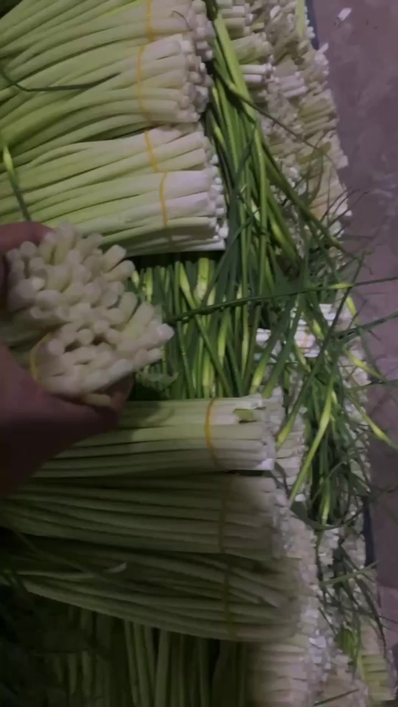 彭州本地精品蒜苔大量上市