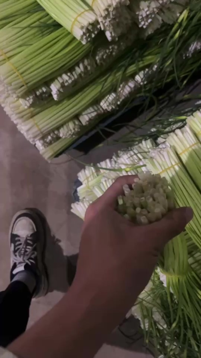 彭州本地精品蒜苔大量上市