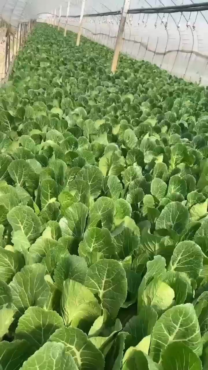 春菜