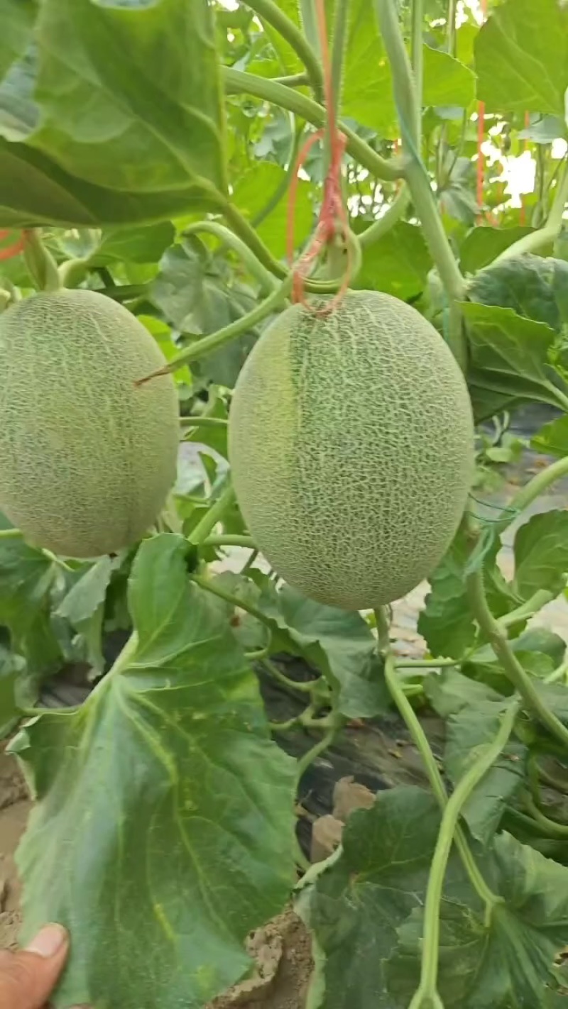 小蜜大量供应商超，市场，社区平台，量大质优