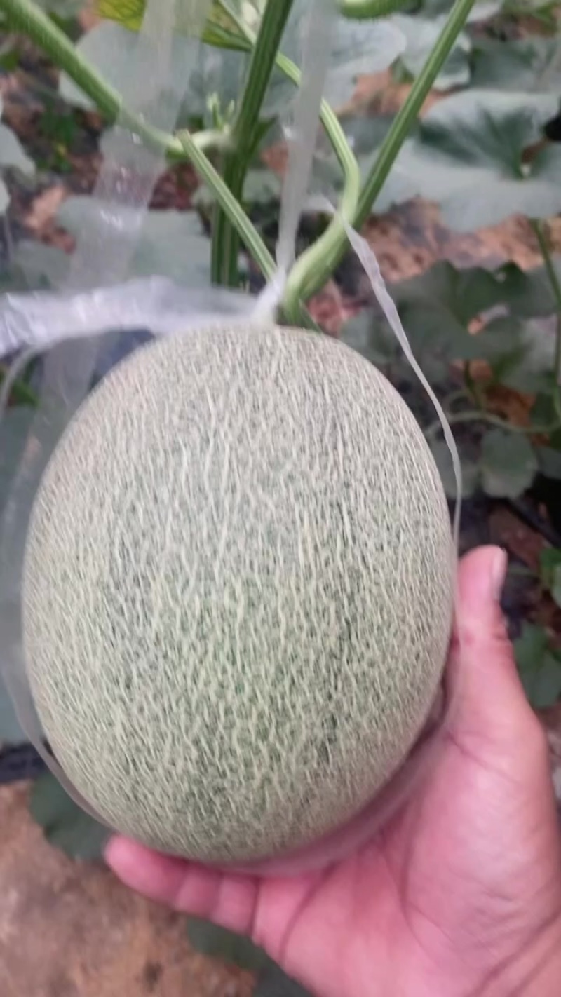 小蜜大量供应商超，市场，社区平台，量大质优