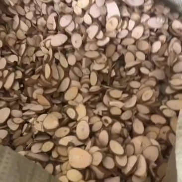 桑枝切片