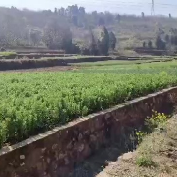160亩水田水电路通