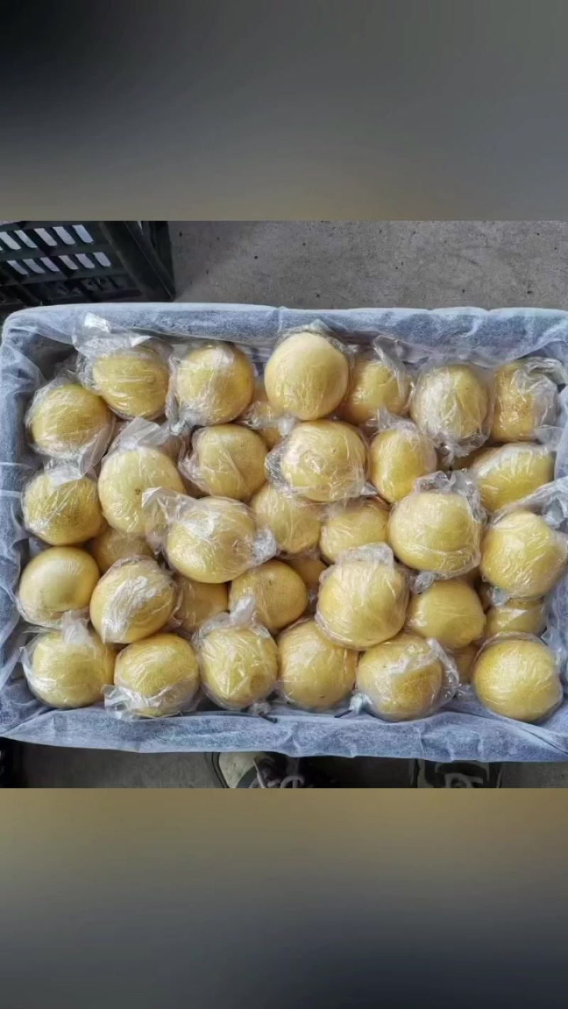 今天是三月十五日，冷库地窑备有海量蜜梨，价位不高质量好，