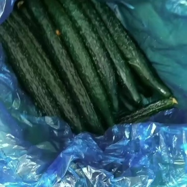 夏邑县蜜刺黄瓜大量上市了