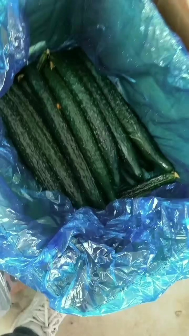 夏邑县蜜刺黄瓜大量上市了