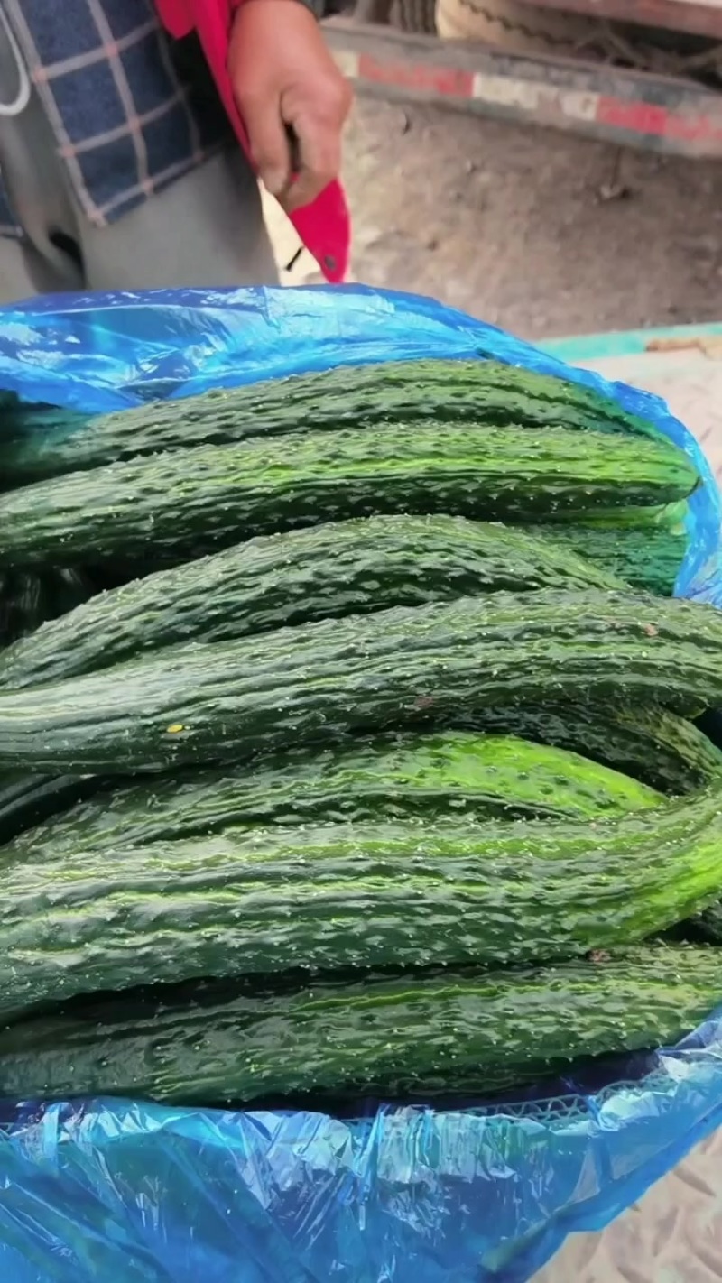 夏邑县蜜刺黄瓜大量上市了