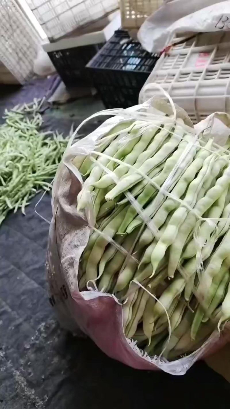 3.16号芸豆大量有货