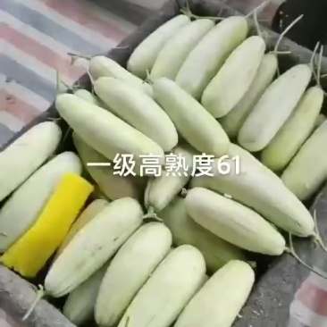 精品博洋六一