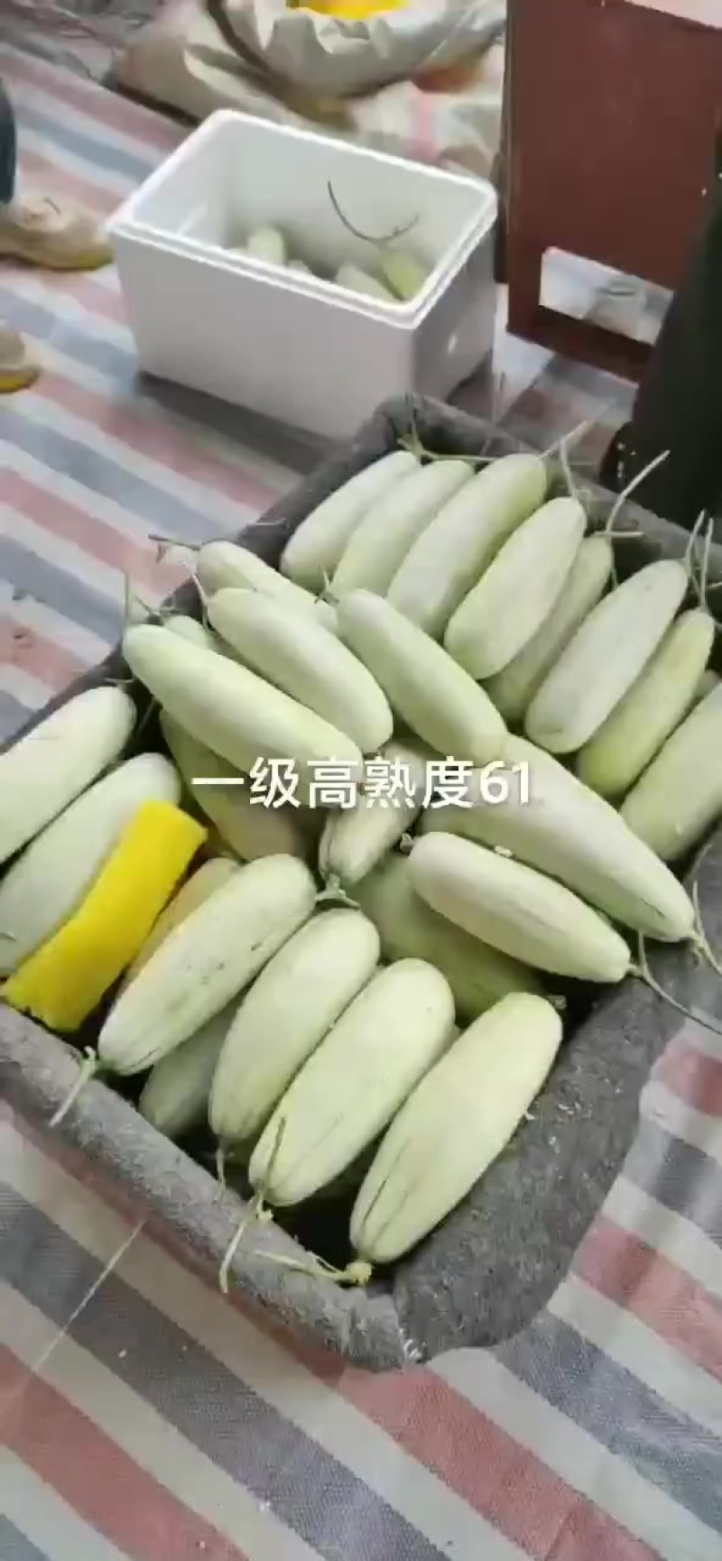 精品博洋六一