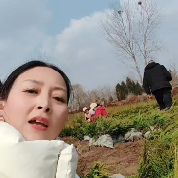 苗圃大量出售高度40-60厘米龙柏苗