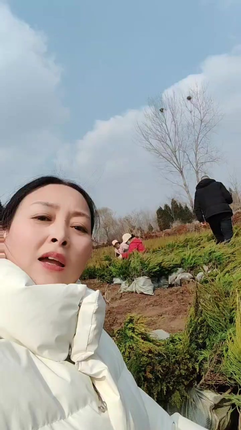 苗圃大量出售高度40-60厘米龙柏苗