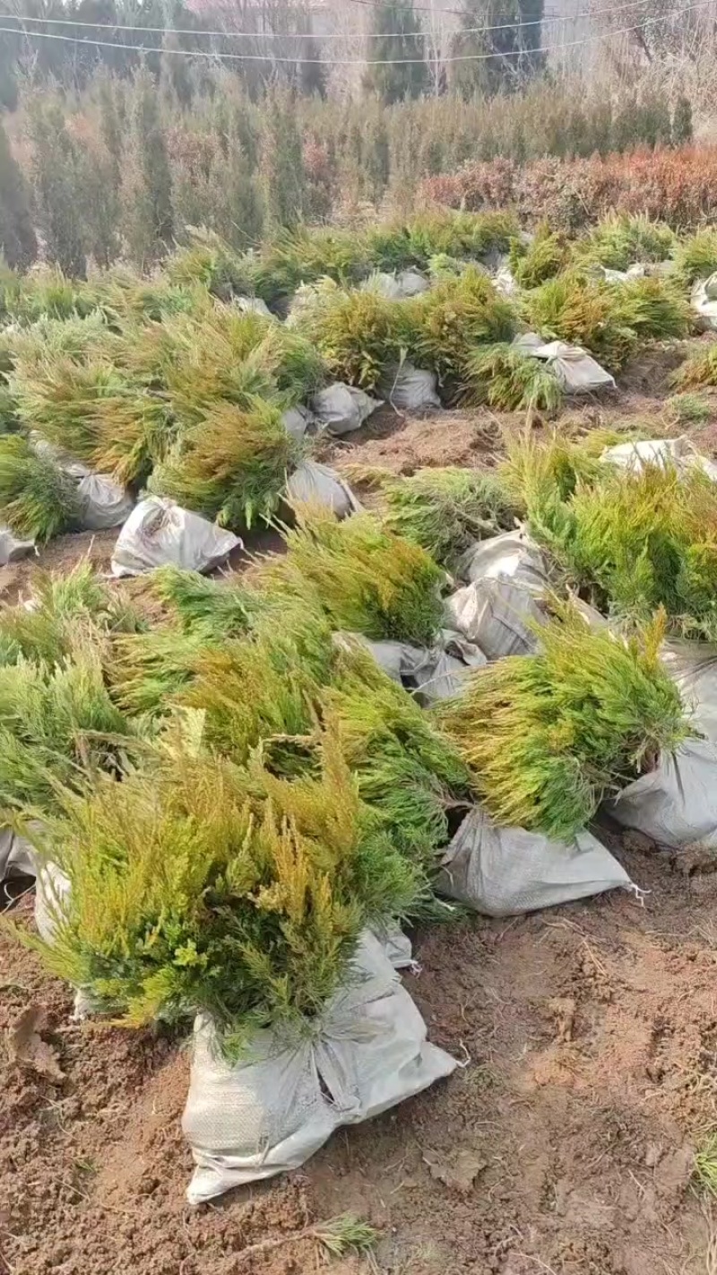 苗圃大量出售高度40-60厘米龙柏苗