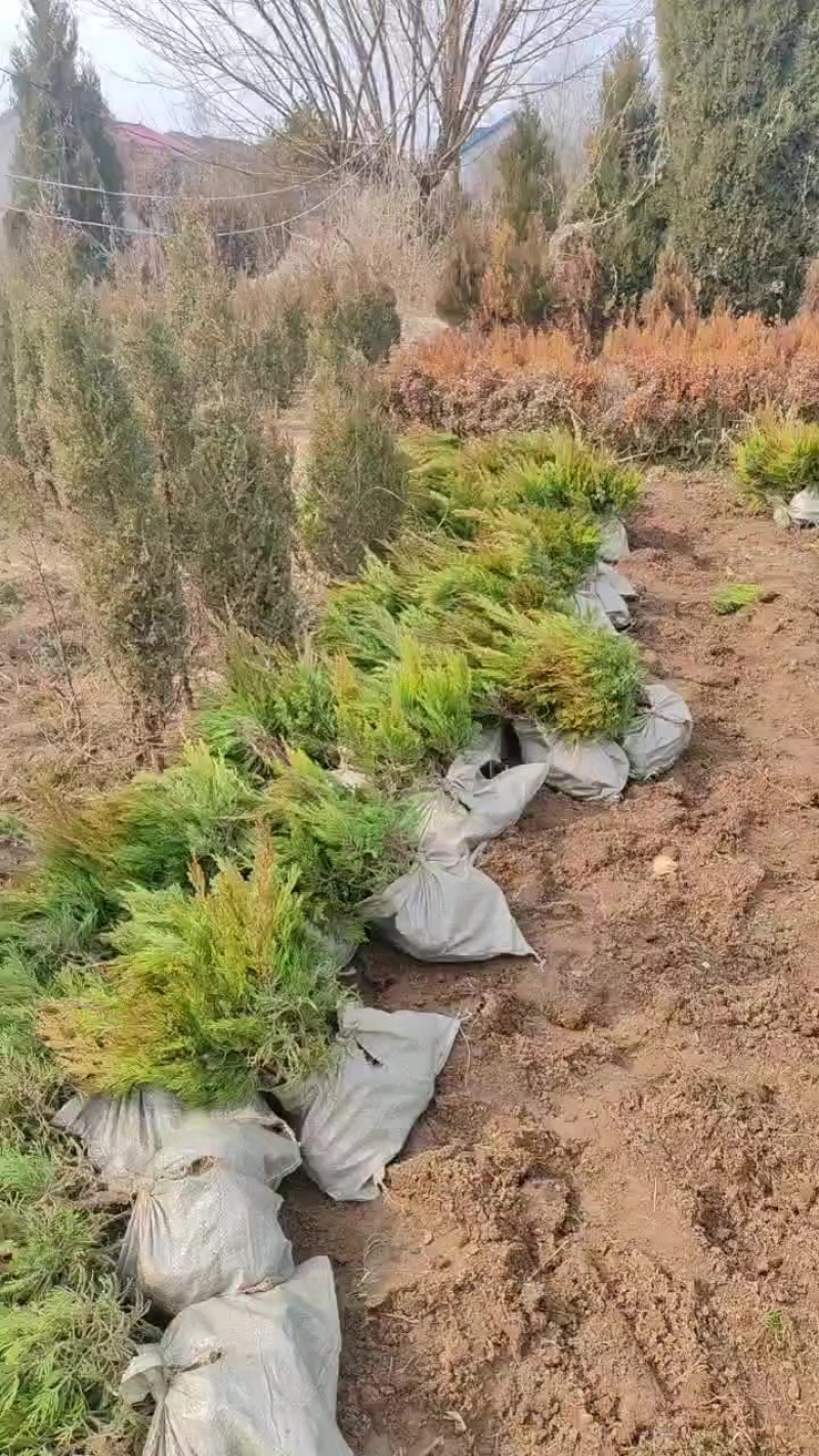 苗圃大量出售高度40-60厘米龙柏苗