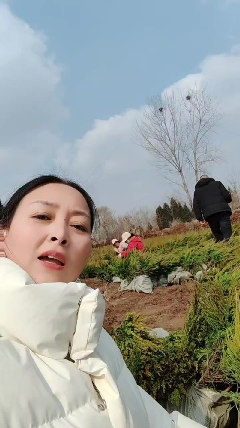 苗圃大量出售高度40-60厘米龙柏苗