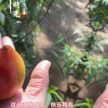 油桃