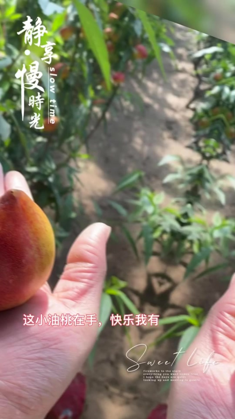 油桃