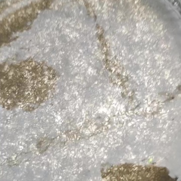 鲫鱼水花苗+基地直发+足数保量
