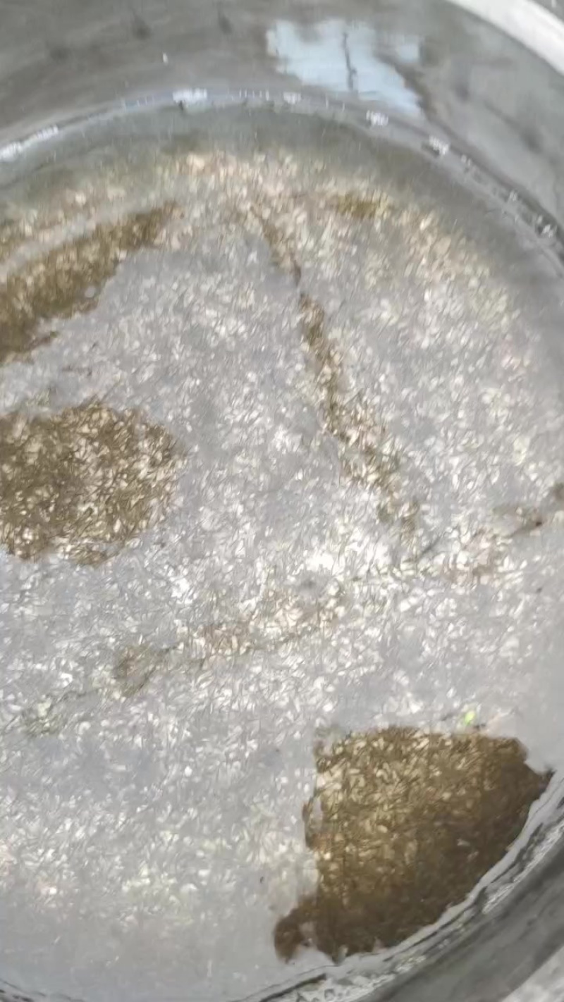 鲫鱼水花苗+基地直发+足数保量