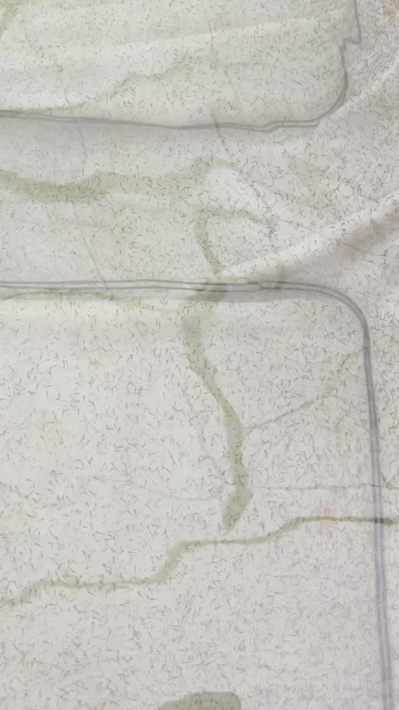 鲫鱼水花苗+基地直发+足数保量