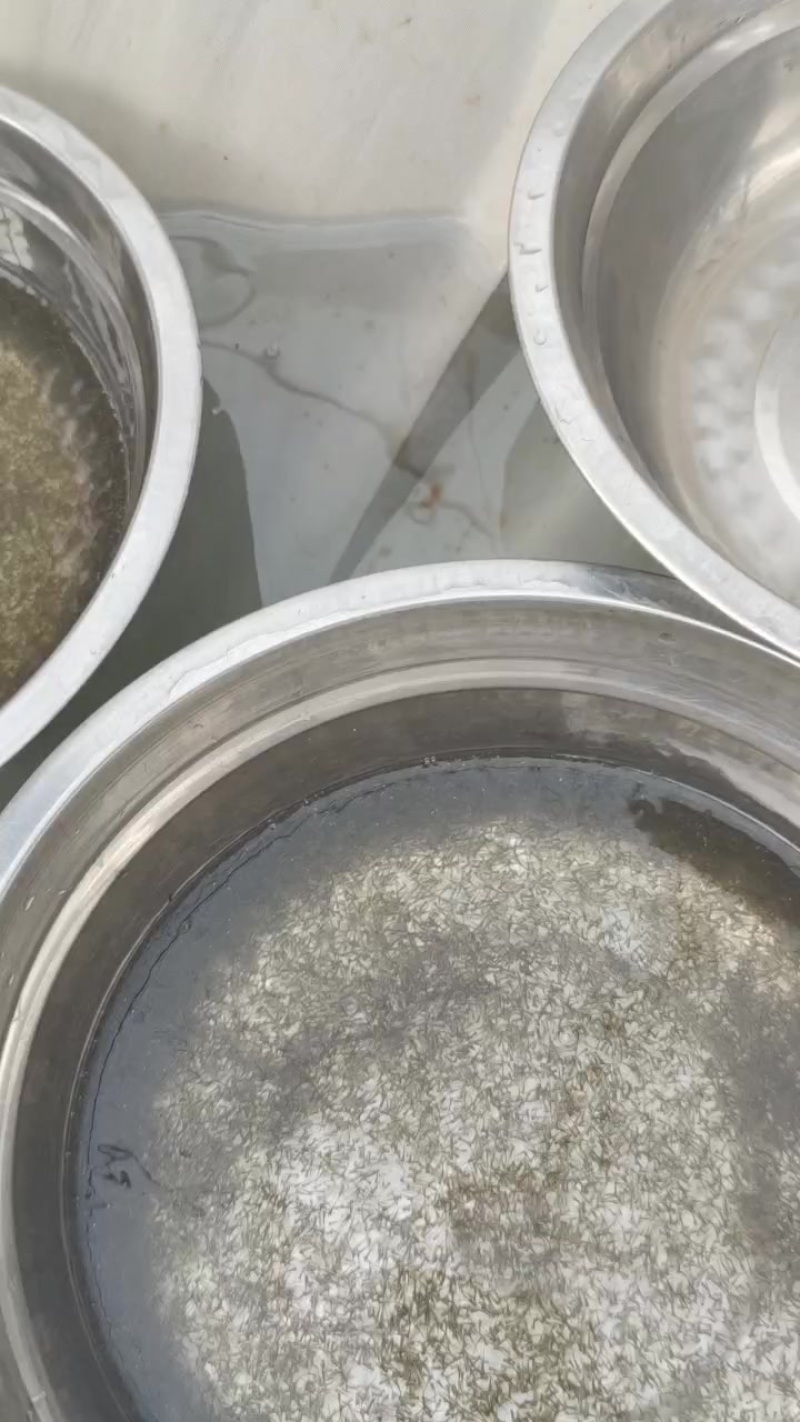 鲫鱼水花苗+基地直发+足数保量