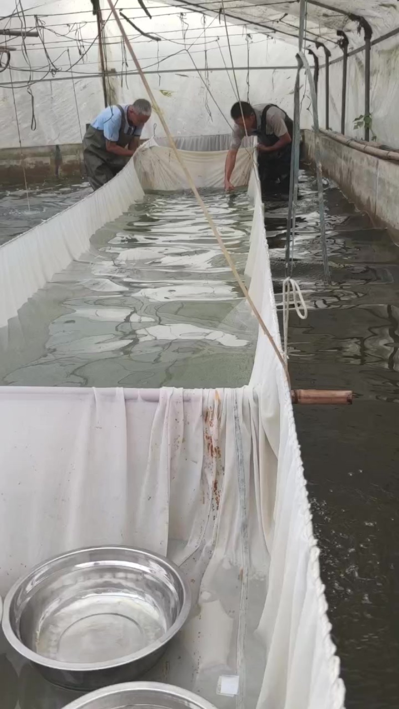 鲫鱼水花苗+基地直发+足数保量