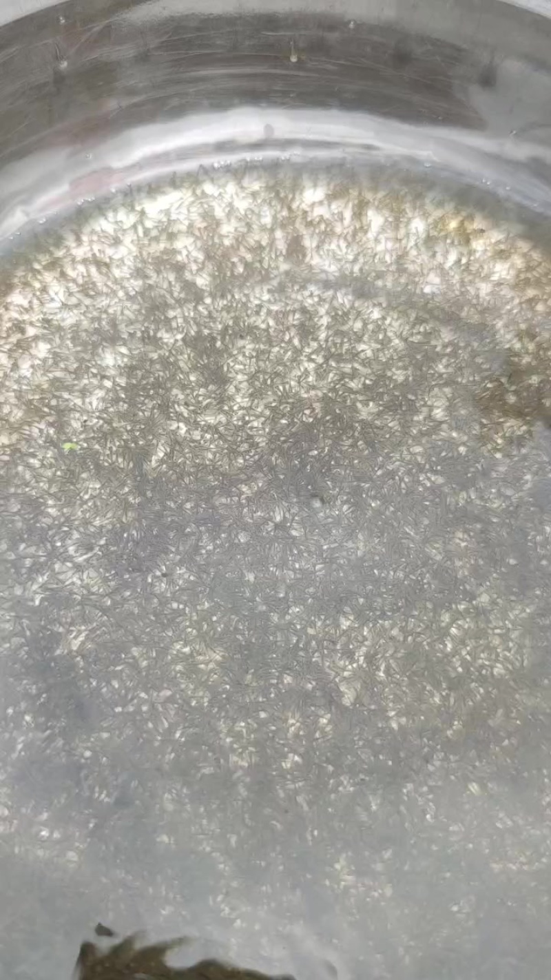 鲫鱼水花苗+基地直发+足数保量