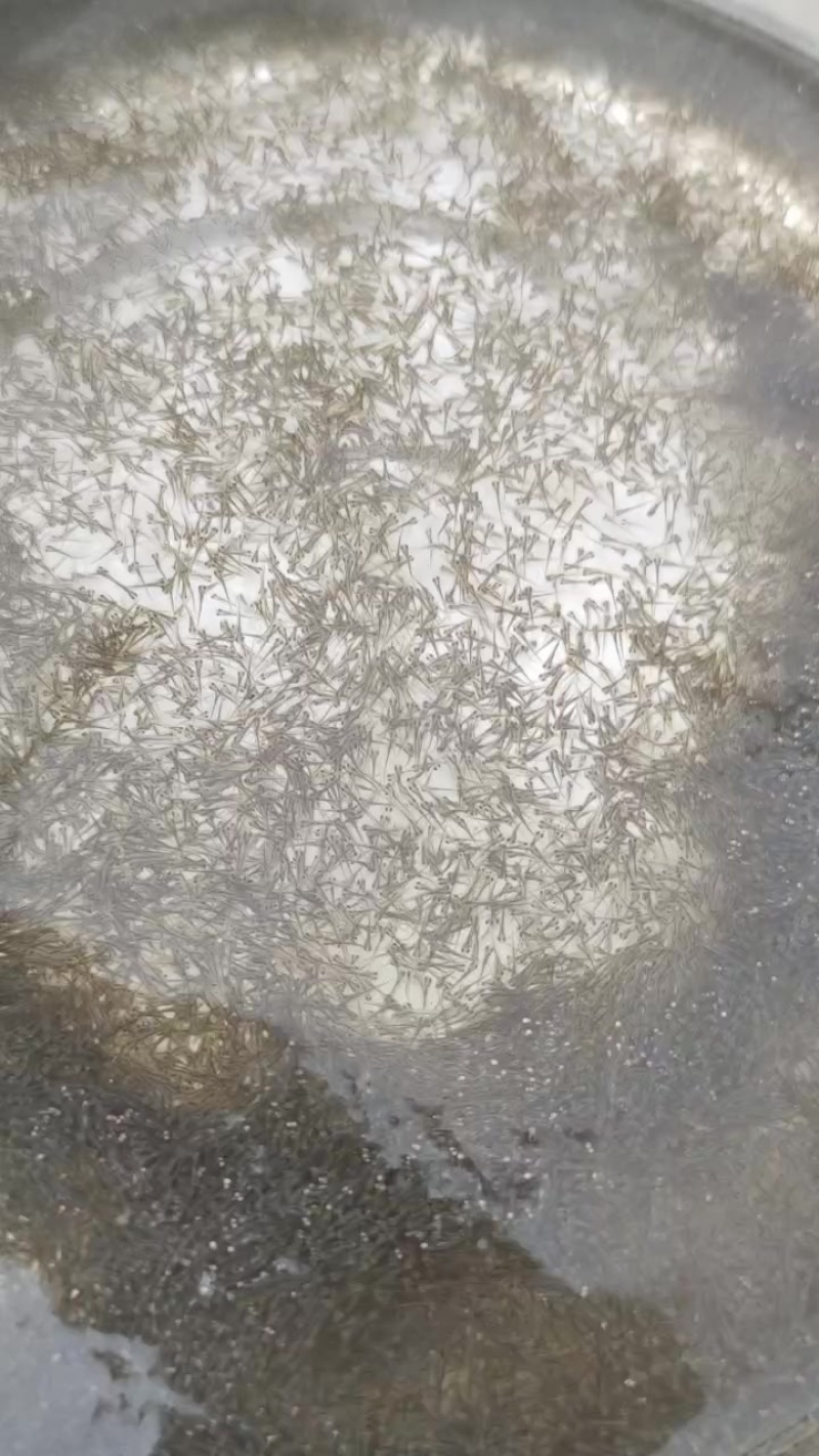 鲫鱼水花苗+基地直发+足数保量
