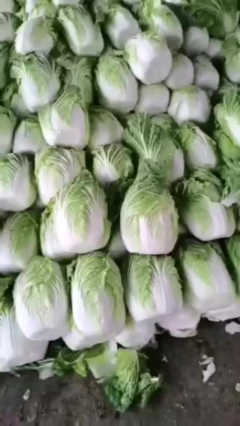 白菜