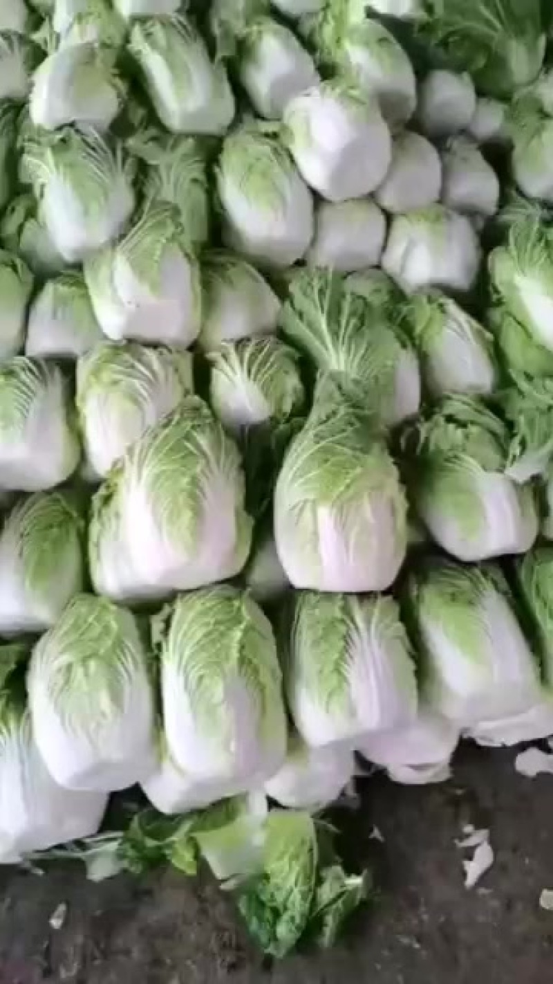 白菜
