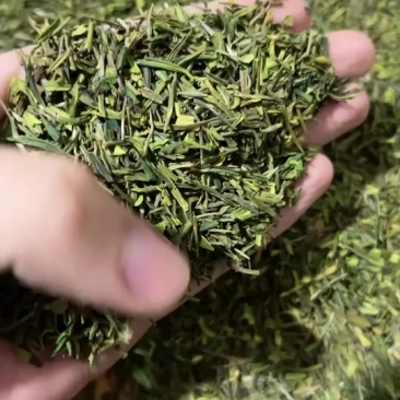 牙尖头子2号
