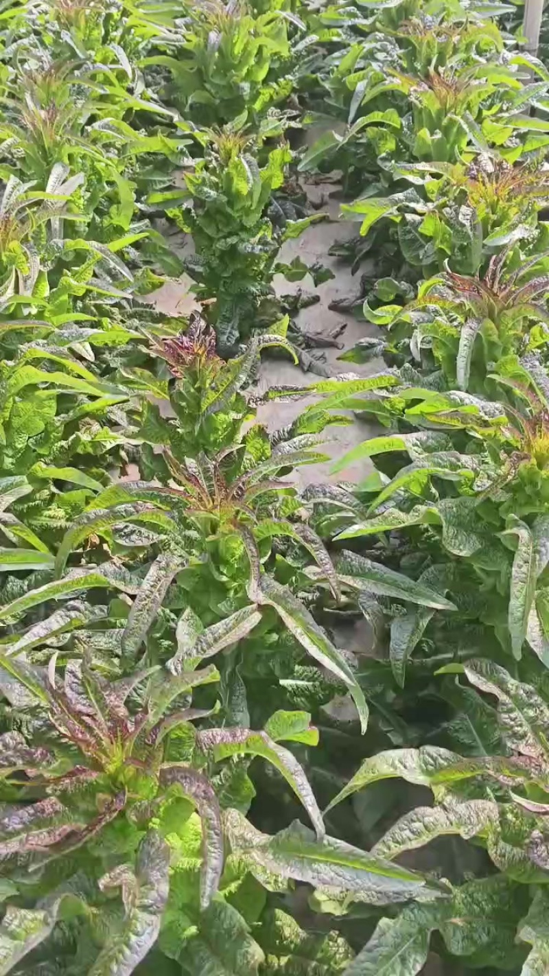 莴笋