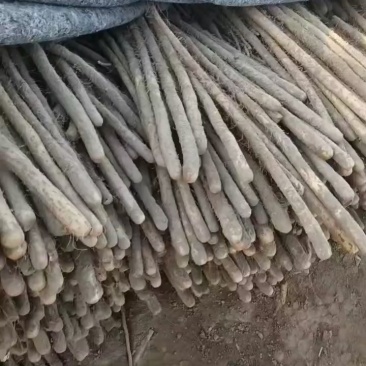 二路铁棍山药