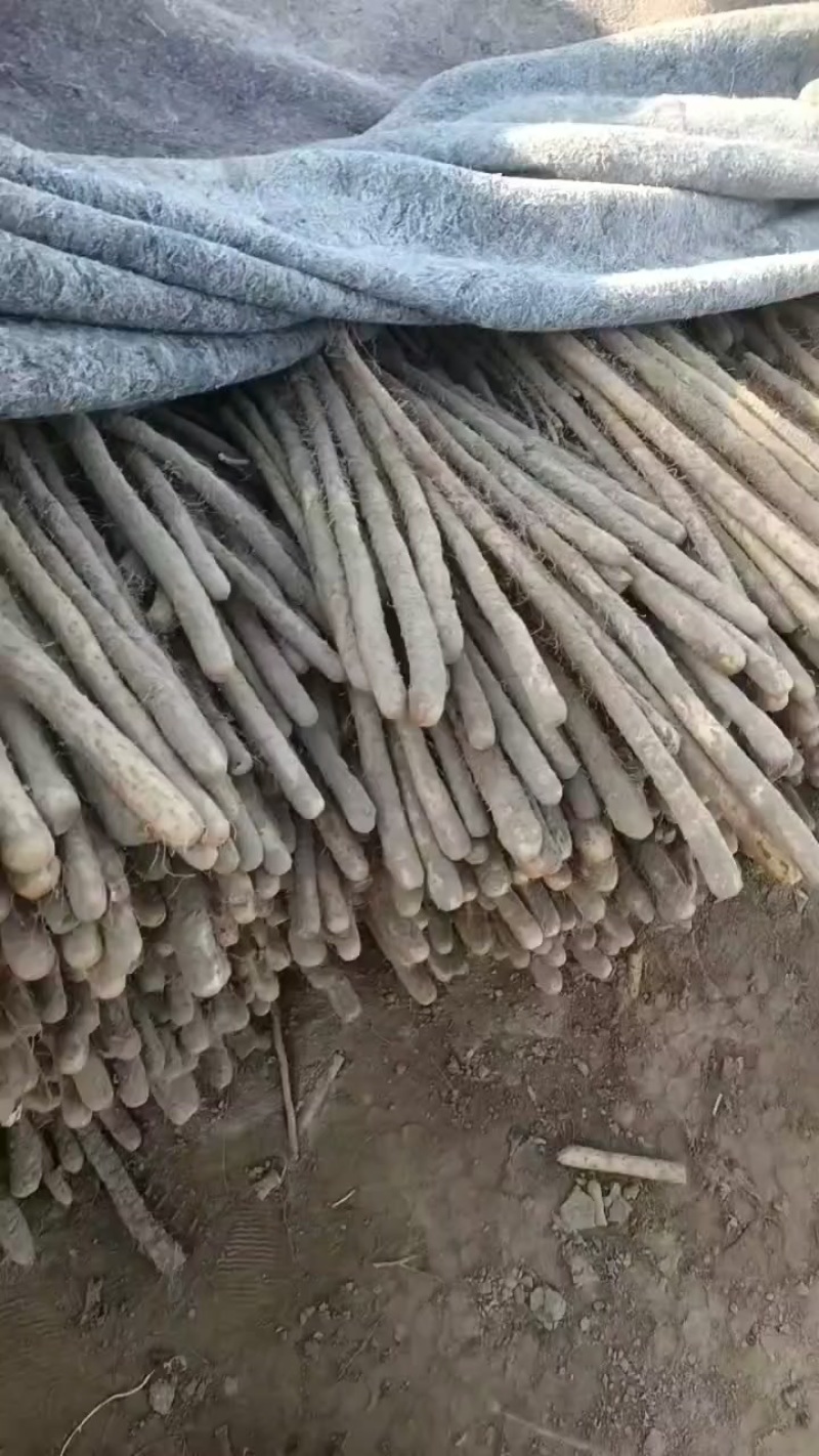 二路铁棍山药