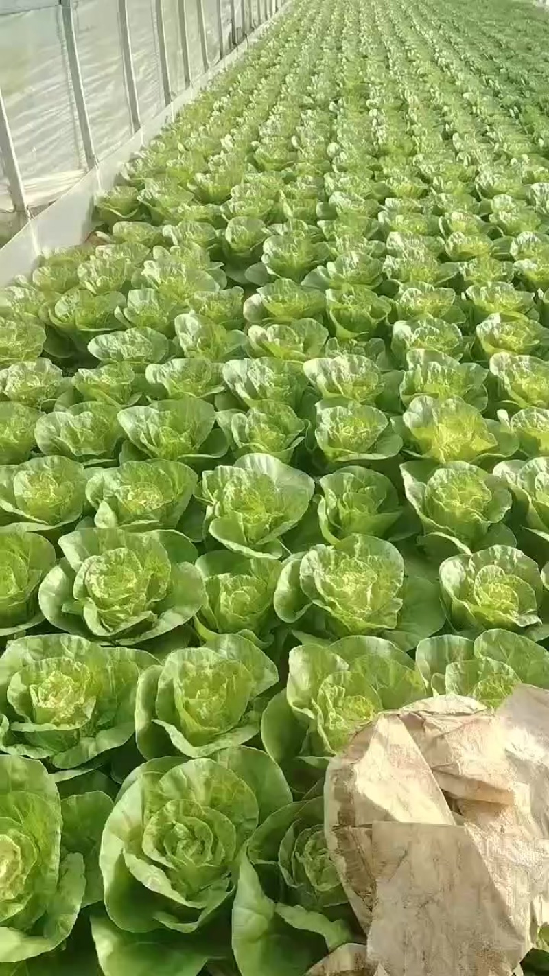 黄白