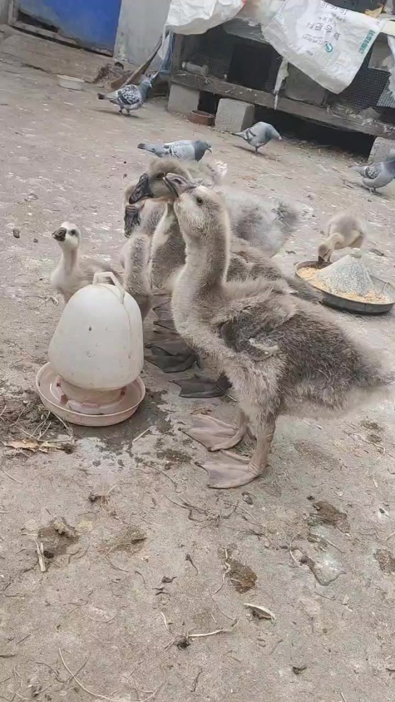 狮头鹅