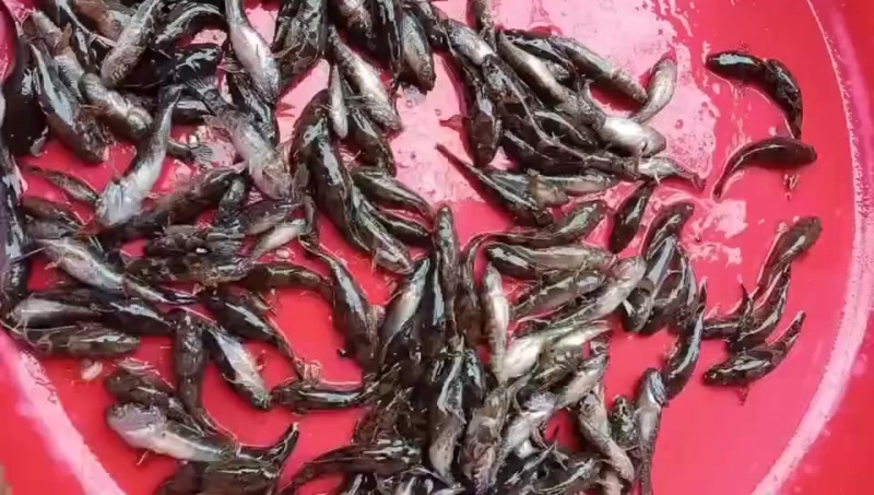 沙塘鳢，土布鱼