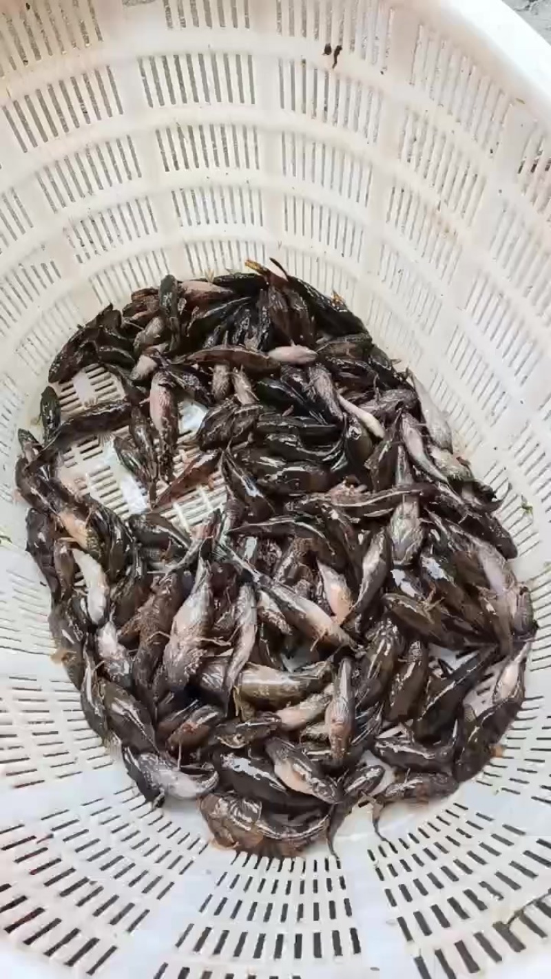 沙塘鳢，土布鱼