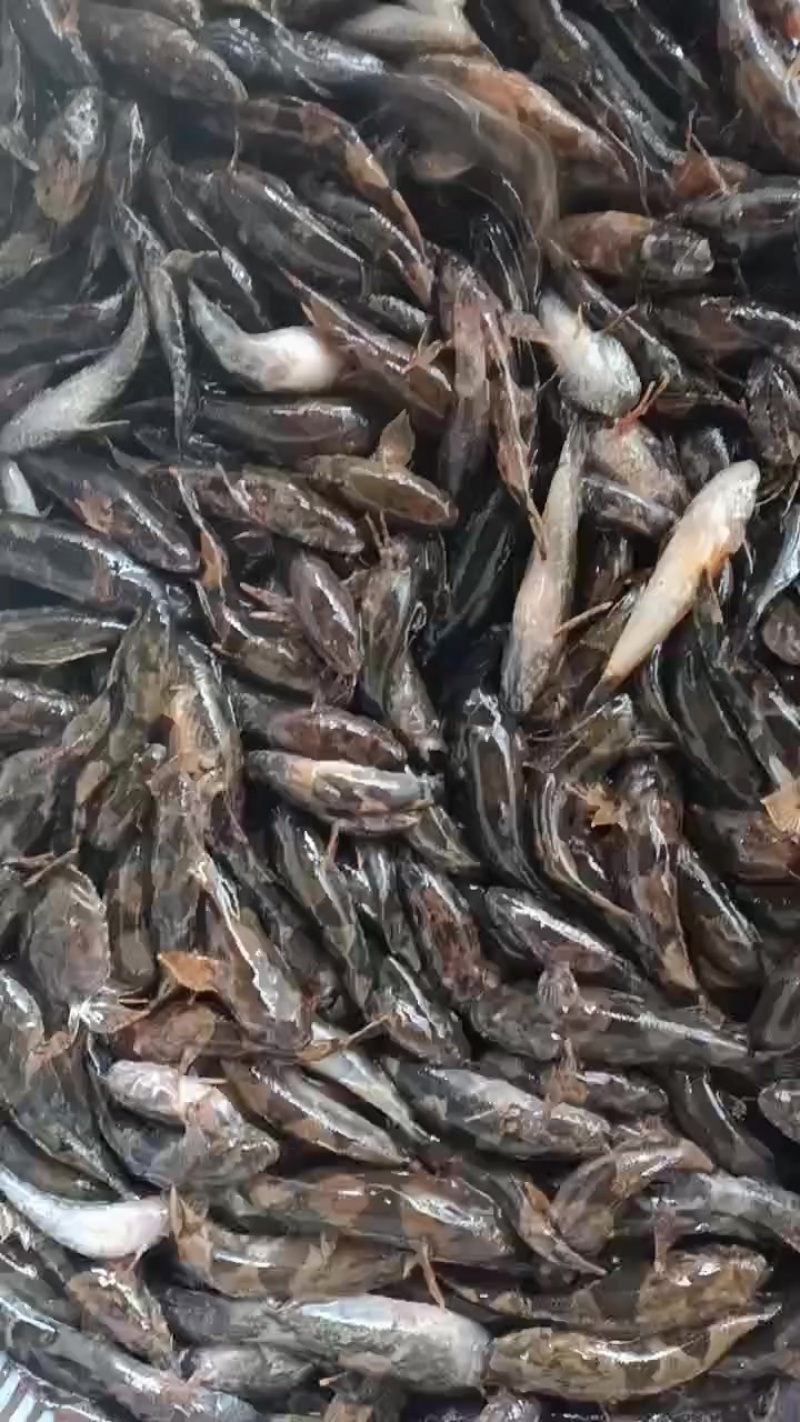 沙塘鳢，土布鱼