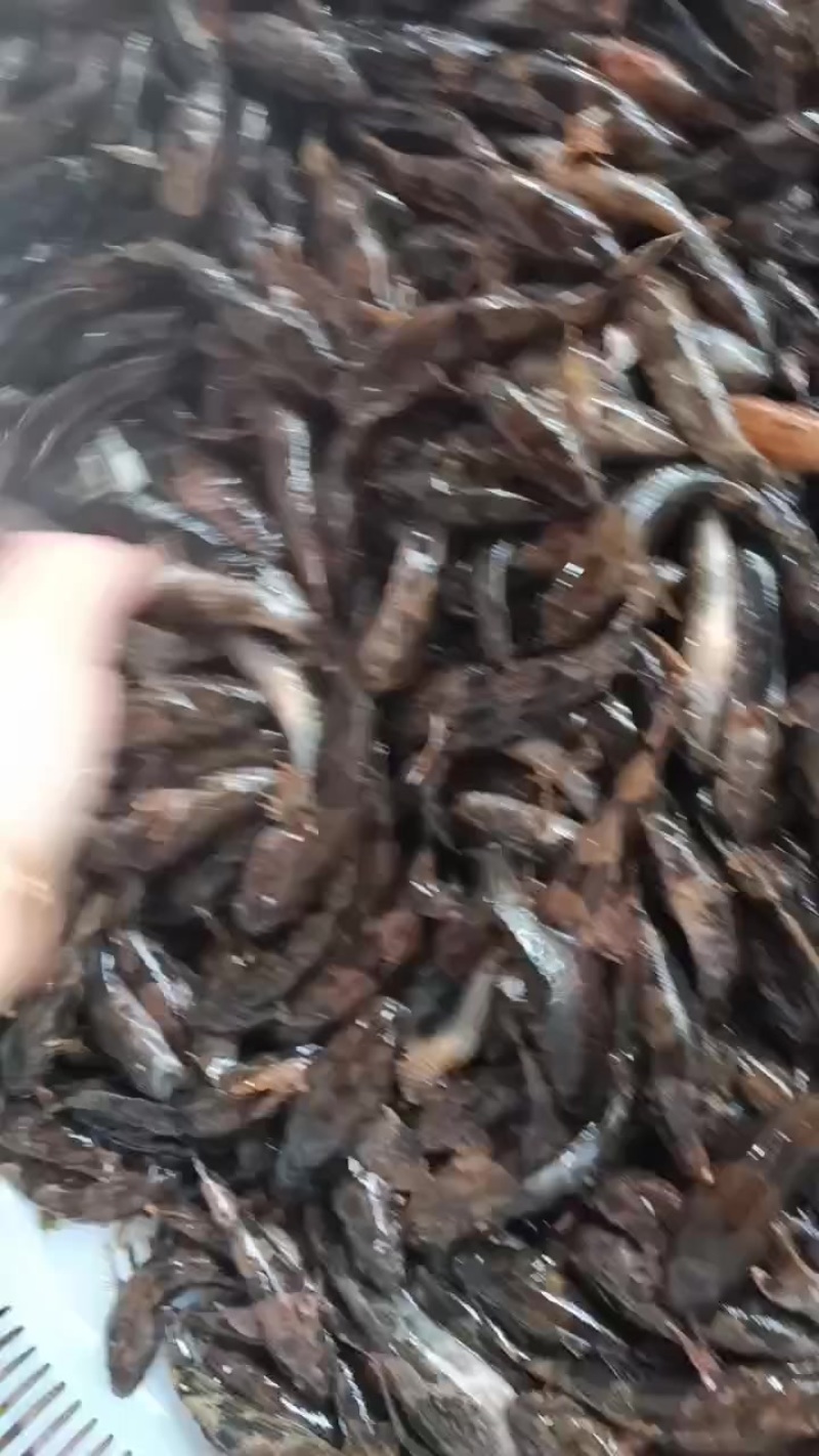 沙塘鳢，土布鱼