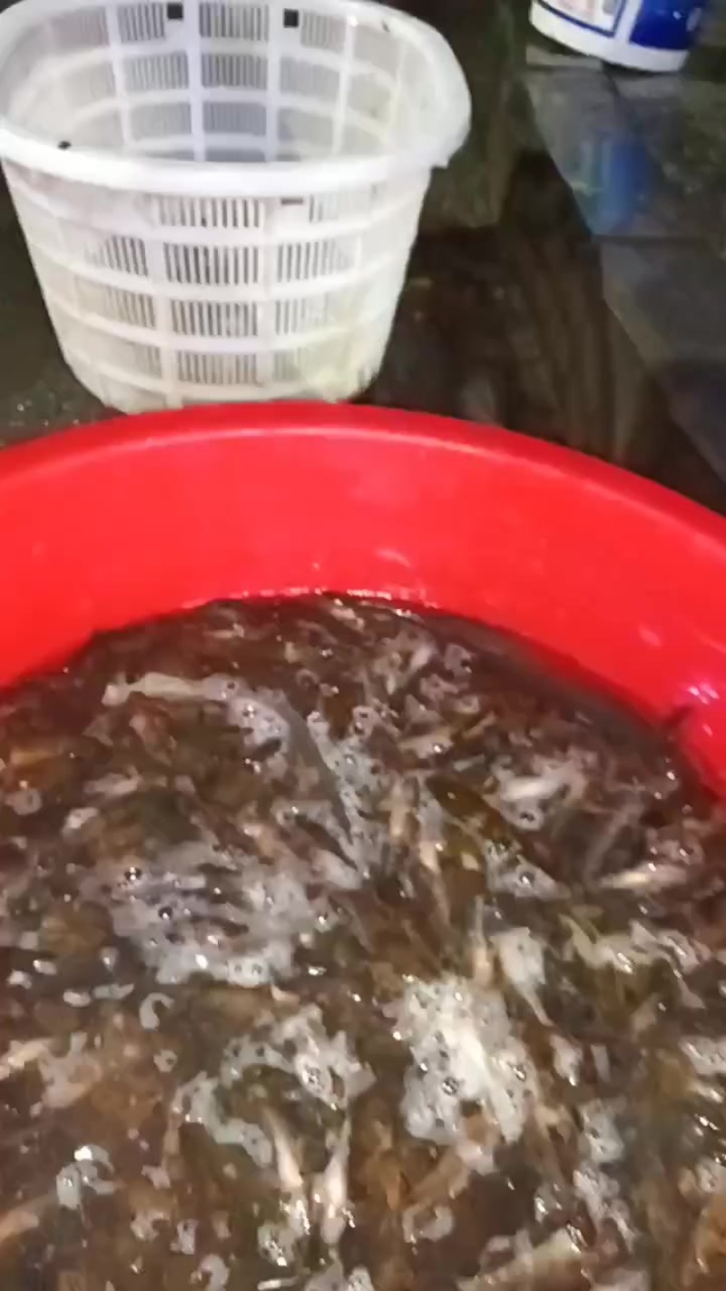 沙塘鳢，土布鱼