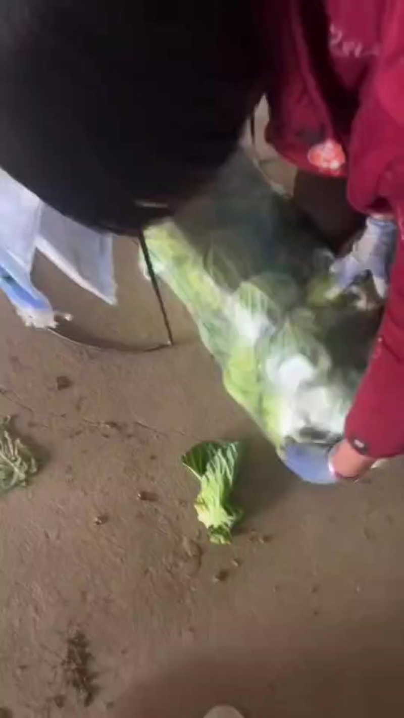 湖北精品，打包甘蓝，大量有货，价格不高，用的联系