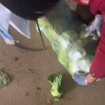 精品甘蓝，大量有货，质量保证，价格不高