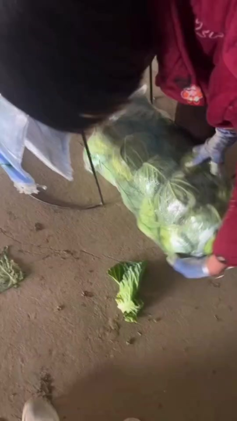 精品甘蓝，大量有货，质量保证，价格不高