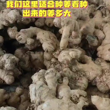 生姜
