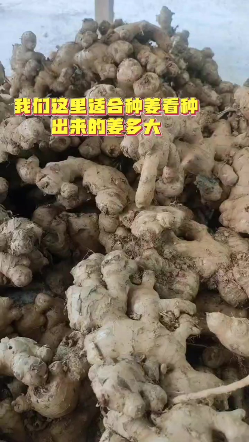生姜