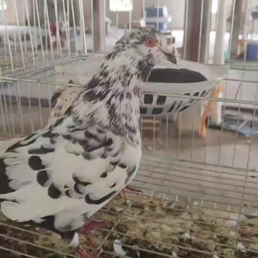 米玛斯